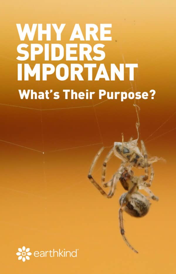 Why are Spiders Important & What's Their Purpose? | EarthKind