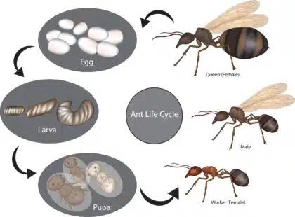 An illustration of the ant life cycle.
