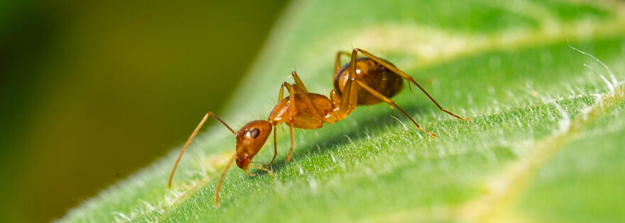 Close up of ant walking on a leaf