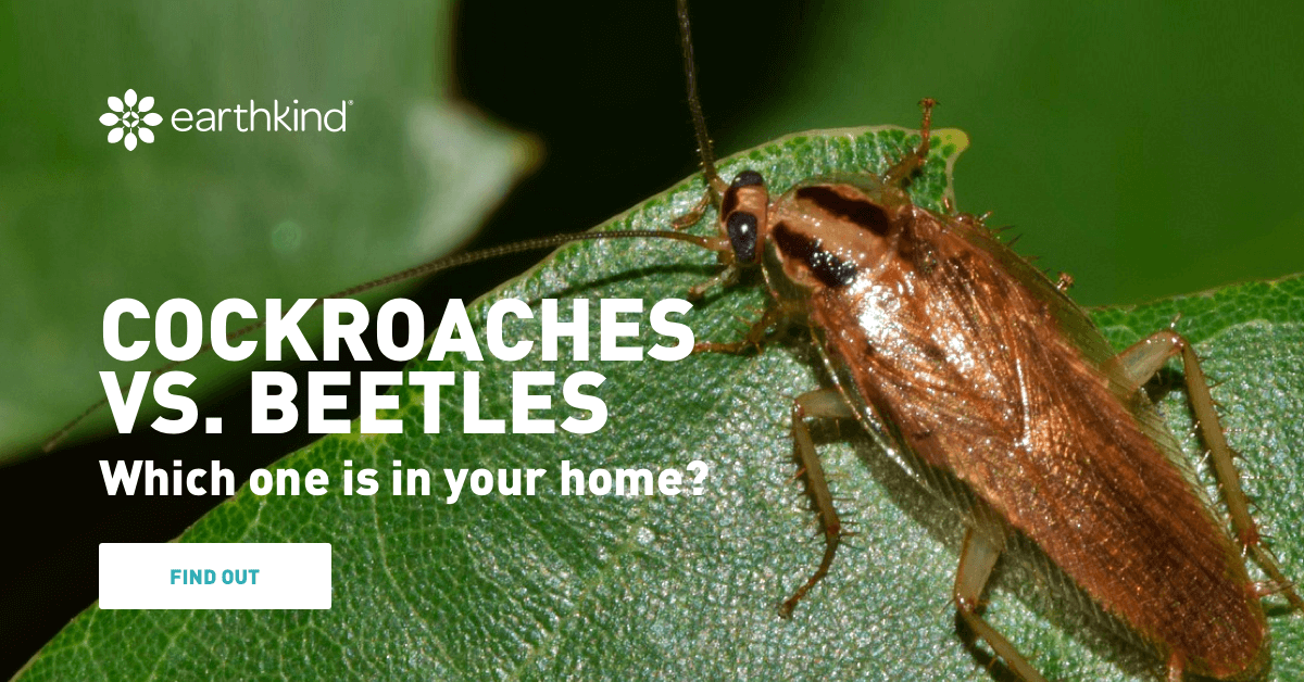 Cockroach vs Beetle - Differences & How to Identify | EarthKind
