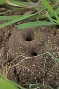 Ant hill next to grass