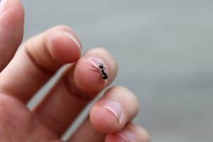 black ant on a finger