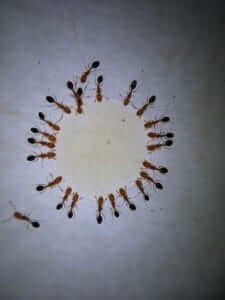 ants feeding on honey