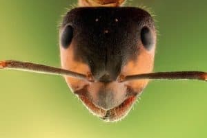 Close up of the face of an ant