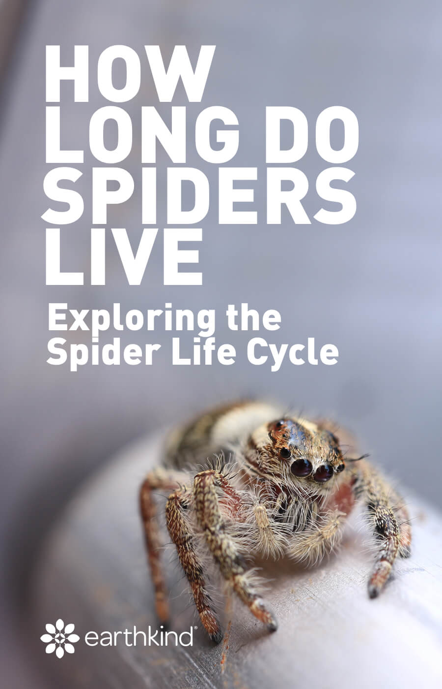 how long do spiders live