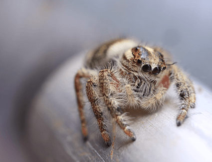 close up of spider