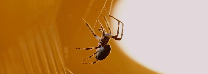 Close up of spider crawling up a web
