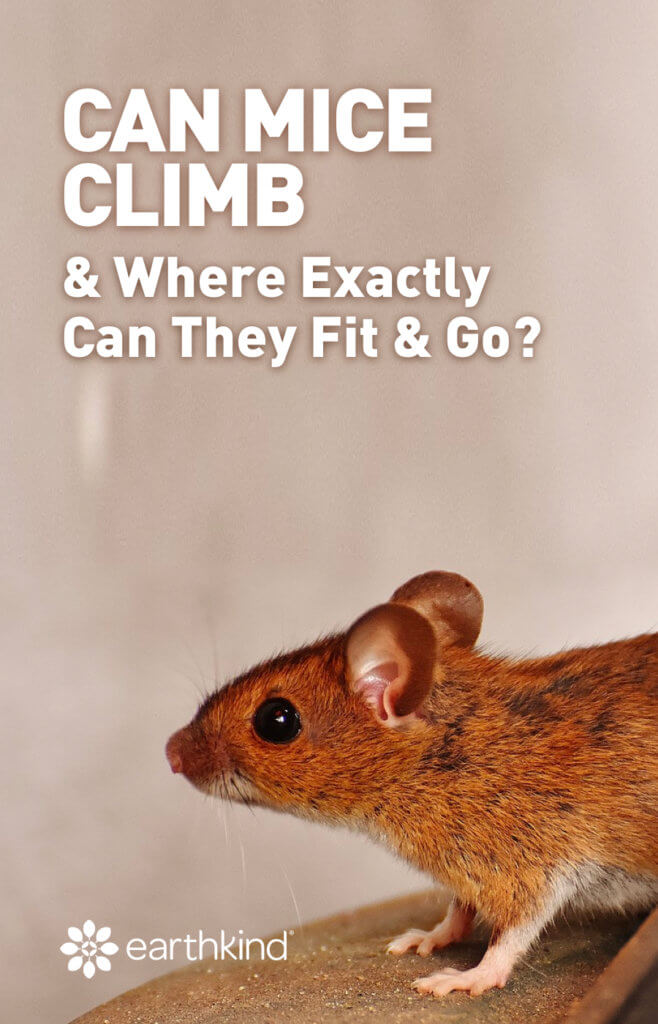 Can Mice Climb Walls? Places in Homes Rodents Can Fit & Go