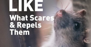 What Repels Mice & What They Don’t Like