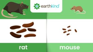 Rat droppings next to mouse droppings to show the size difference