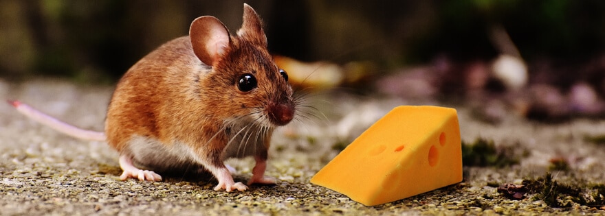a mouse with triangular block of cheese