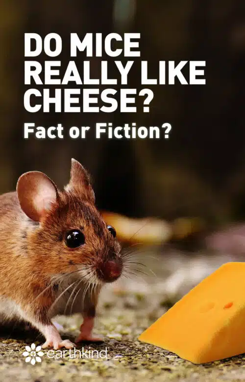 Do Mice Really Like Cheese Fact or Fiction? EarthKind