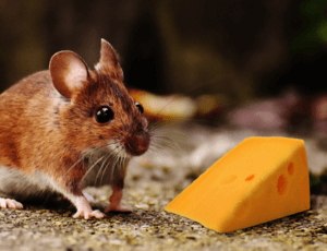 Brown mouse standing next to a piece of cheese