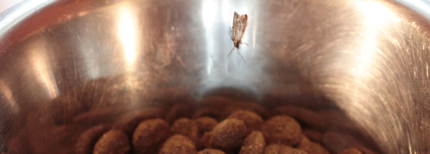 Moth crawling in bowl of dog food