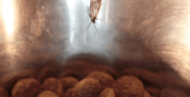 Pantry Moths in Dog Food & Other Pet Food – What to Do