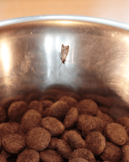 Pantry moth in dog food bowl