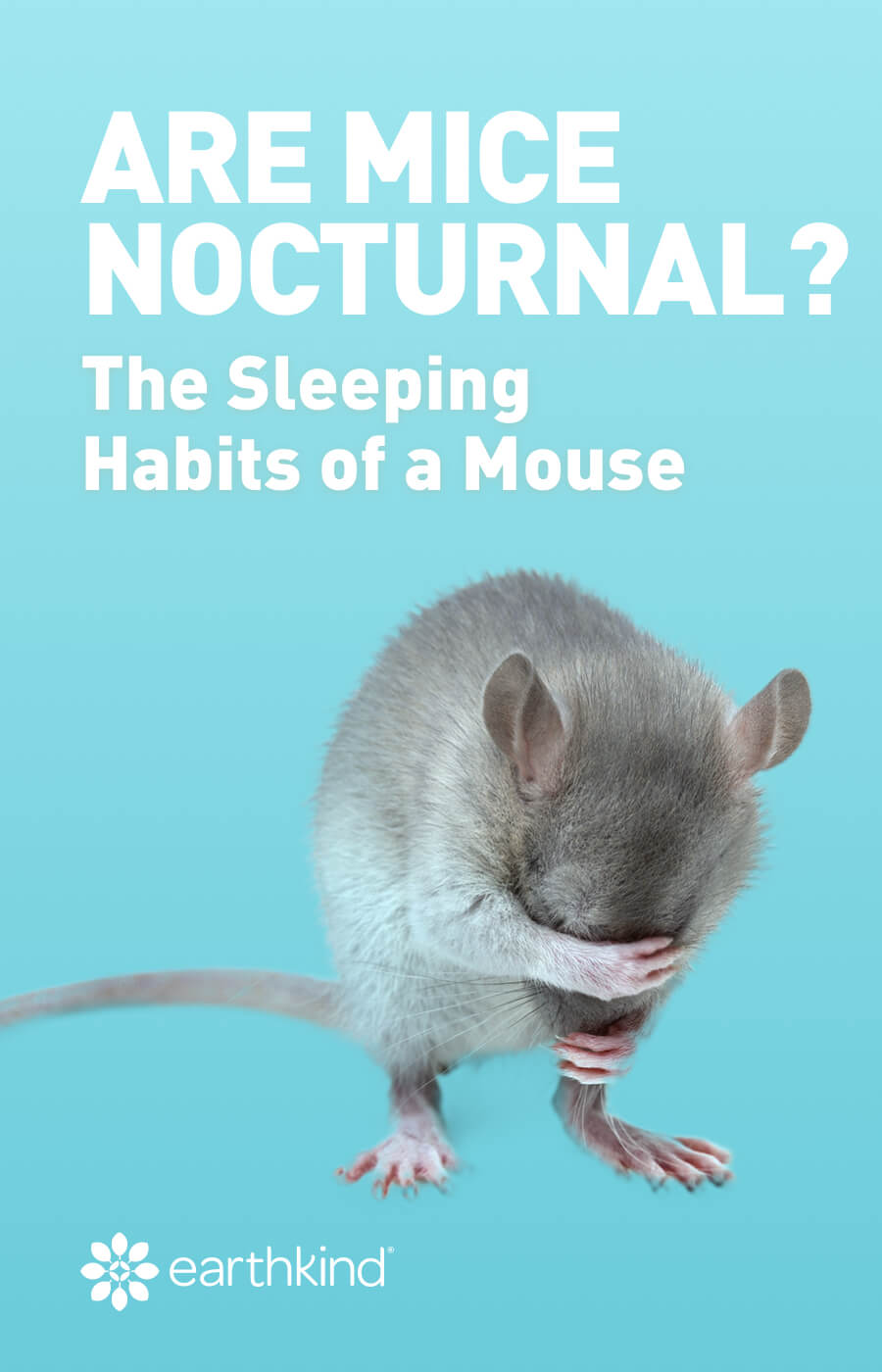 Are mice nocturnal? The sleeping habits of a mouse.