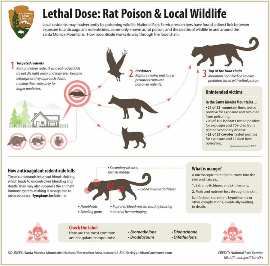 A chart exploring how rodenticide makes it's way up the food chain, damaging the ecosystem.