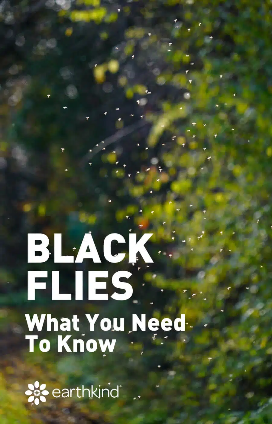 Swarm of black flies around trees 