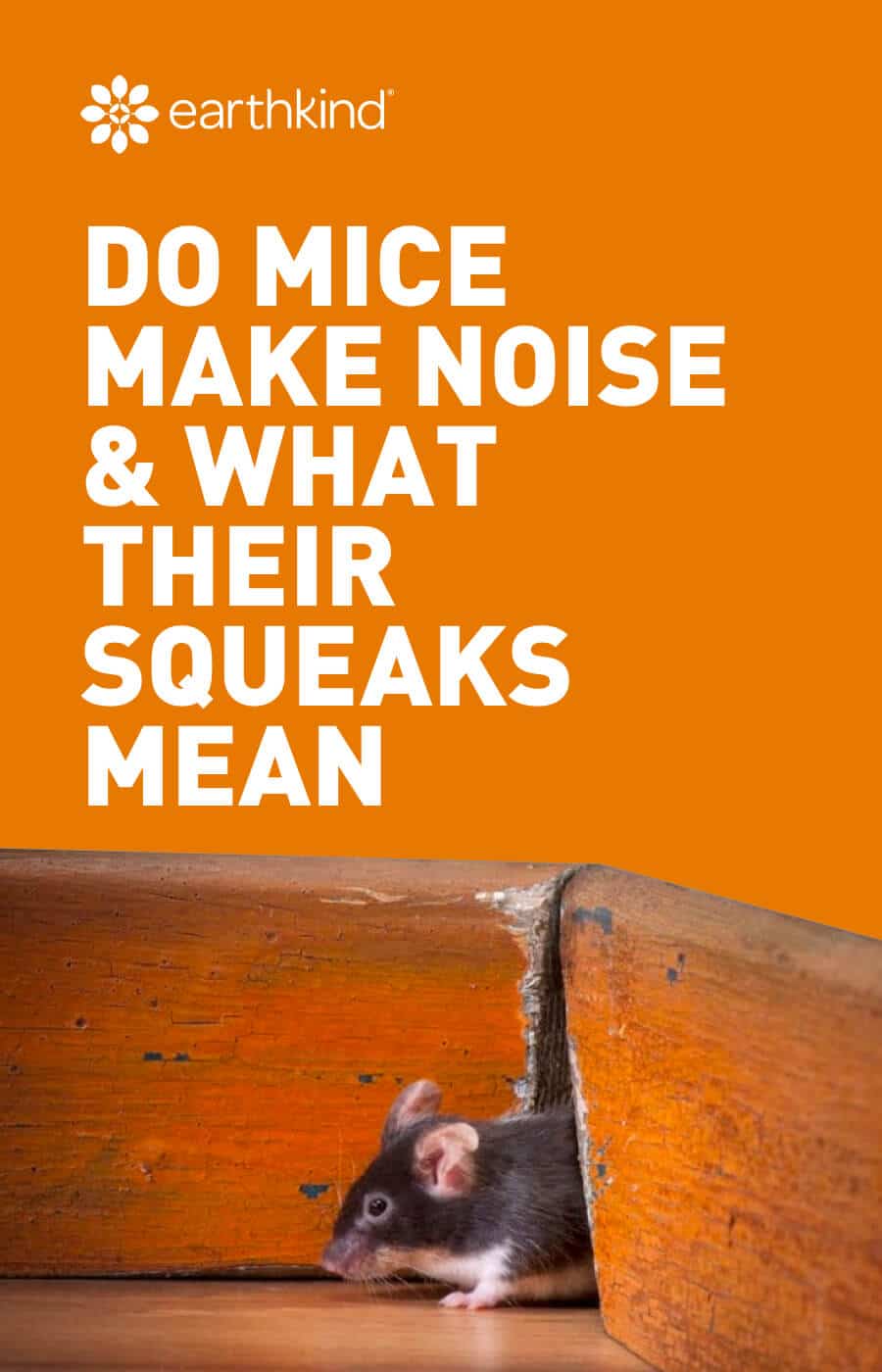 Mouse Sounds - Why Do Mice Squeak & What the Noises Mean