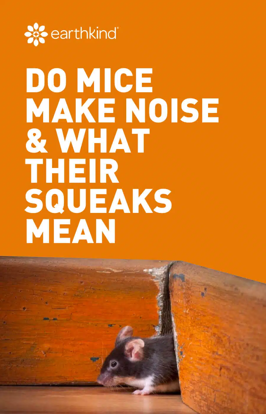 Mouse Sounds Why Do Mice Squeak & What the Noises Mean