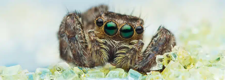 Close up of spider sitting on sand