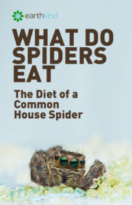What do spiders eat