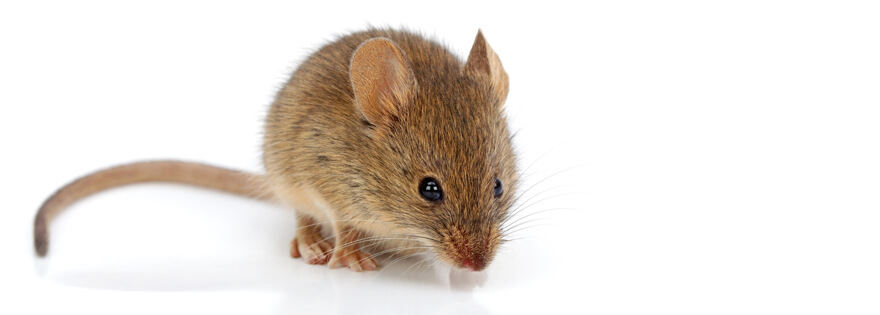 Close up of a mouse against a white background