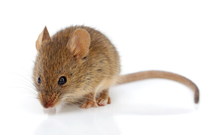 Image of a mouse on white background