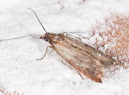 Pantry moth walking through flour