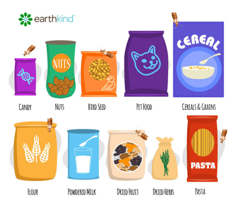 How to Get Rid of Pantry Moths & Prevent Infestations EarthKind