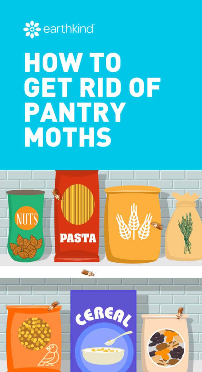 How to Get Rid of Pantry Moths & Prevent Infestations EarthKind