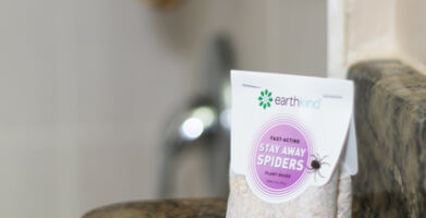 Spiders in the Bathroom – How They Got There & How to Get Rid of Them