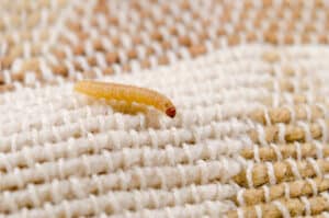 moth larva on fabric