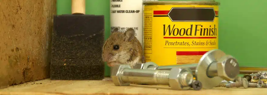 Mouse in garage next to nuts, bolts, and a can of wood finish