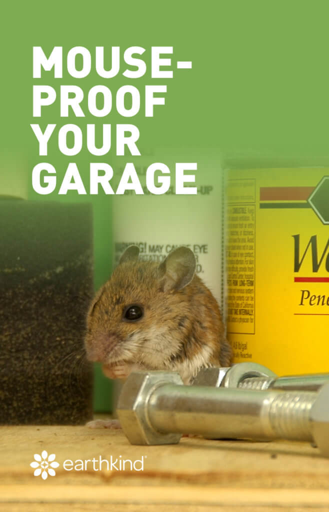 How to Get Rid of Mice in Your Garage & Keep Them Out