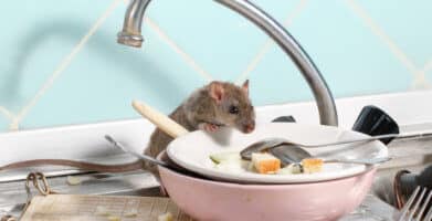 Mouse Infestations – What You Need to Know