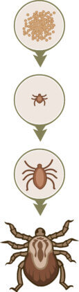 Four stages of the tick life cycle