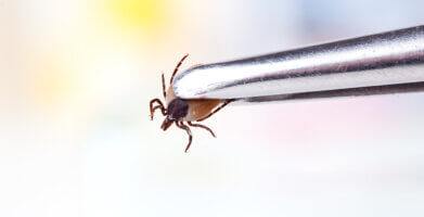 Diseases Ticks Carry and How to Protect Yourself