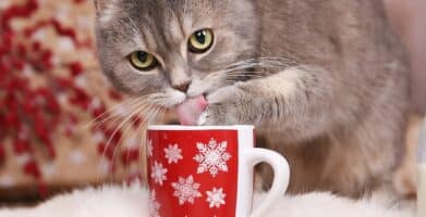 Protect Your Pet from Holiday Hazards