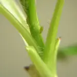 Aphids on houseplant