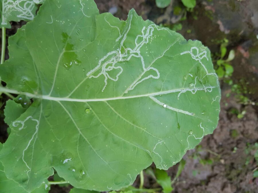 Plant leaf damaged by leafminer