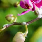 Houseplant infested with mealybugs