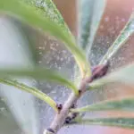 Spider mites infested houseplant