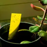 Sticky trap in potted plant filled with gnats 