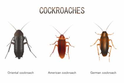 Illustration of Types of Cockroaches