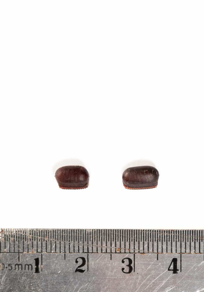 Cockroach eggs next to ruler to show size
