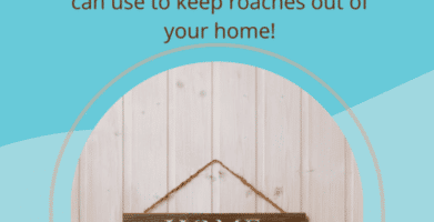 Best Ways to Get Rid of Cockroaches Around The Home
