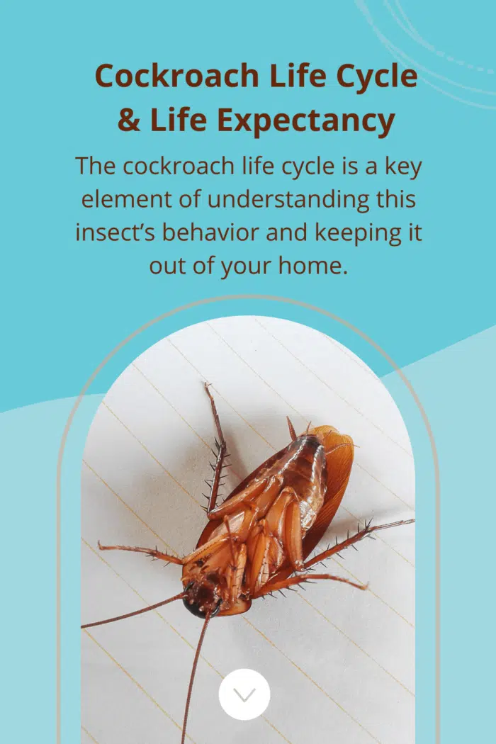 Cockroach Life Cycle & Life Expectancy