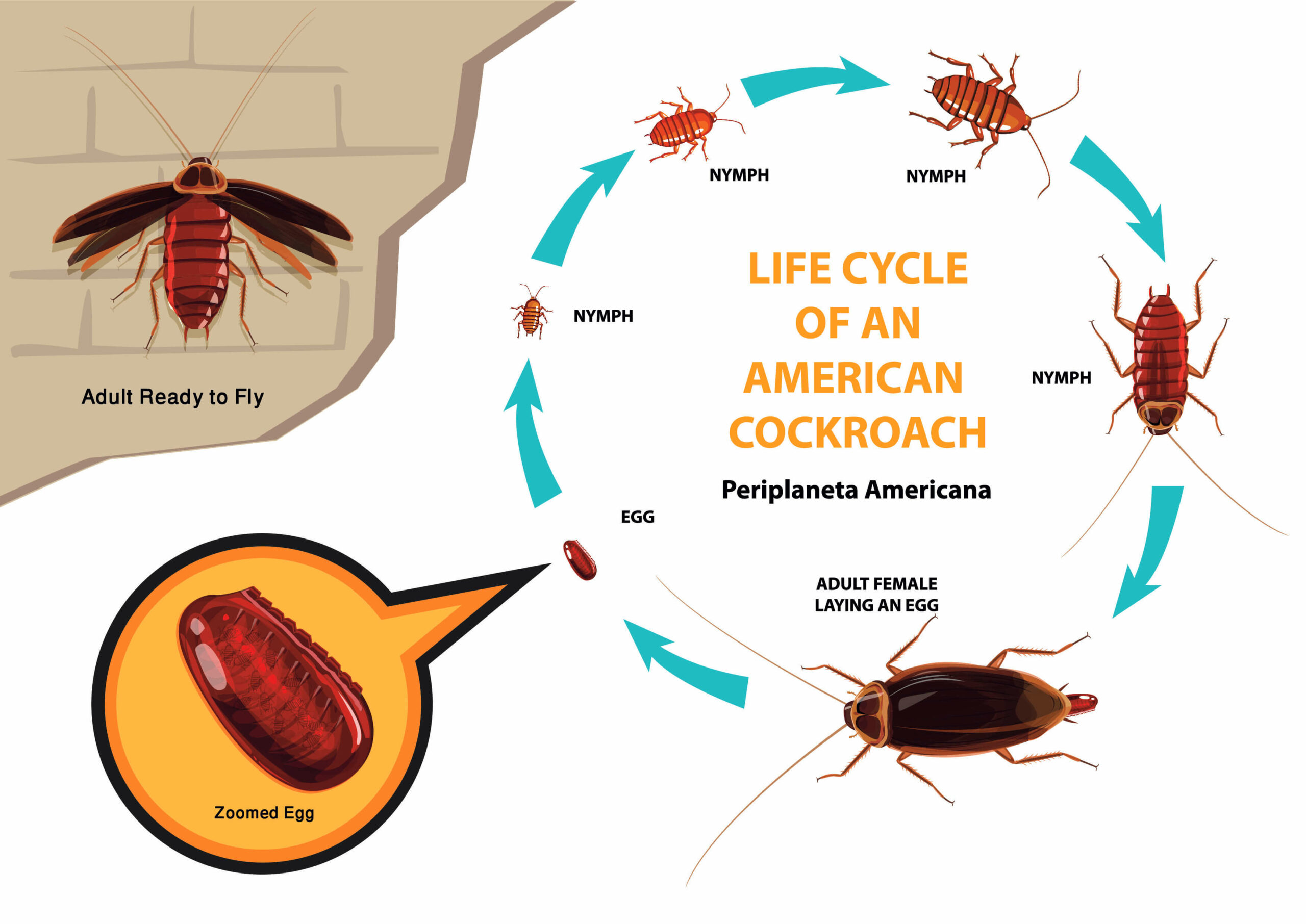 The different stages of the American Cockroach life cycle